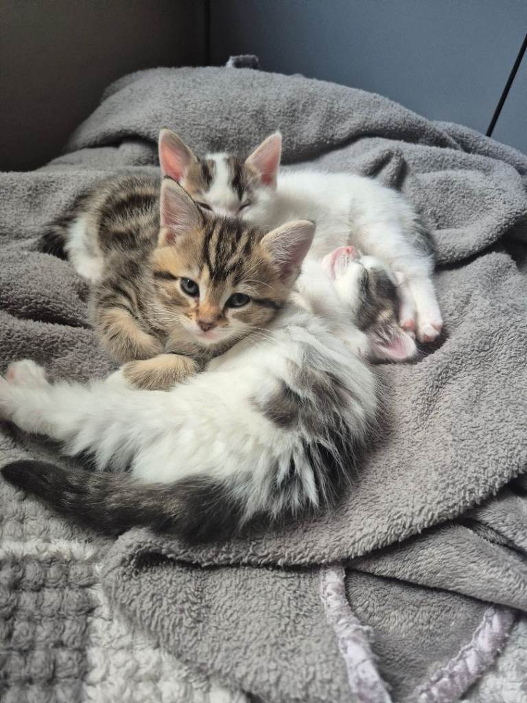 Raggamuffin kittens x 