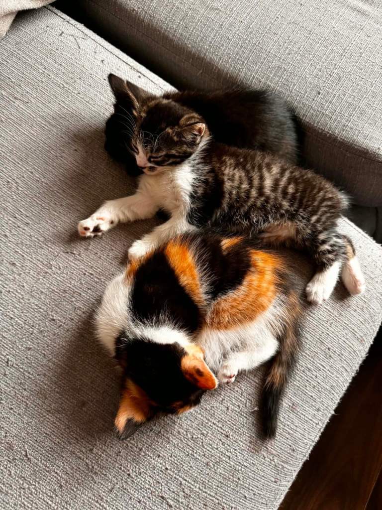 Kittens 