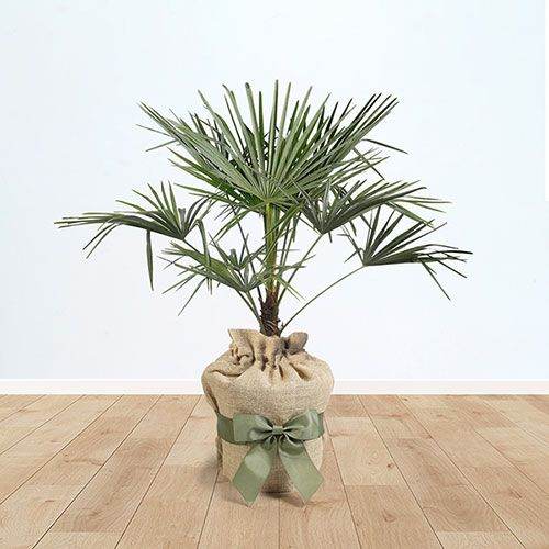 Chusan Palm 🌴