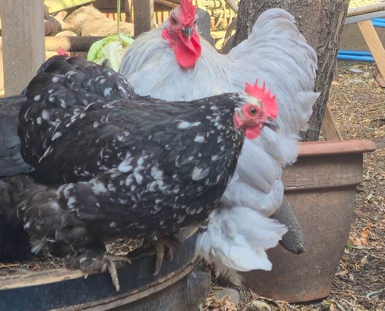 Pekin Bantam Hen and Rooster