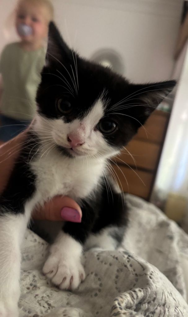 Only the black boy and girl available now.  5 beautiful kittens for sale 