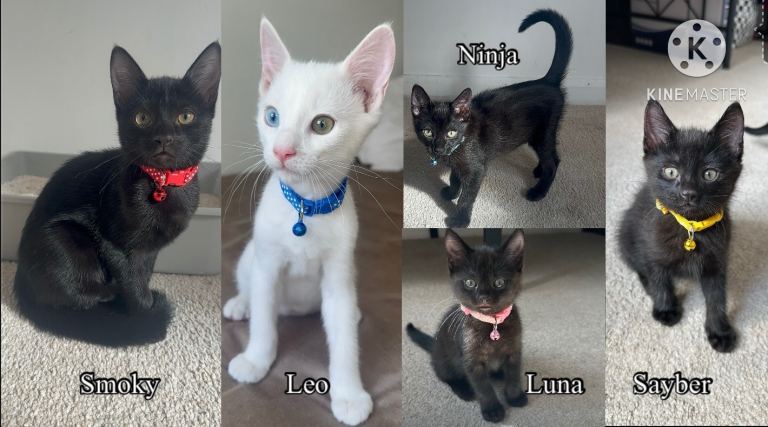 White and Black Brown Kittens