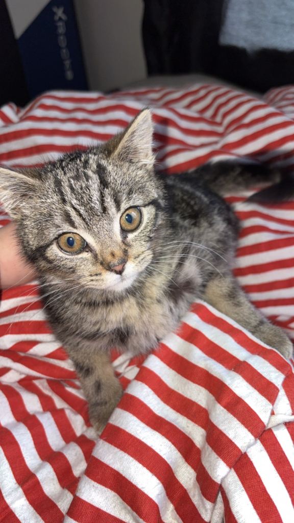 image for Male kitten