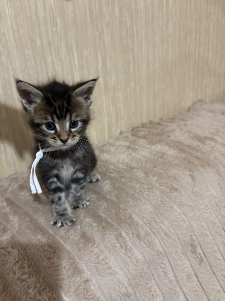 Maine Coon Kittens — Fluffy, Friendly, Ready Soon