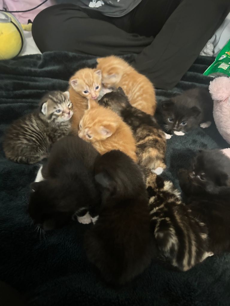 Mixed kitten litter in LONDON e14.