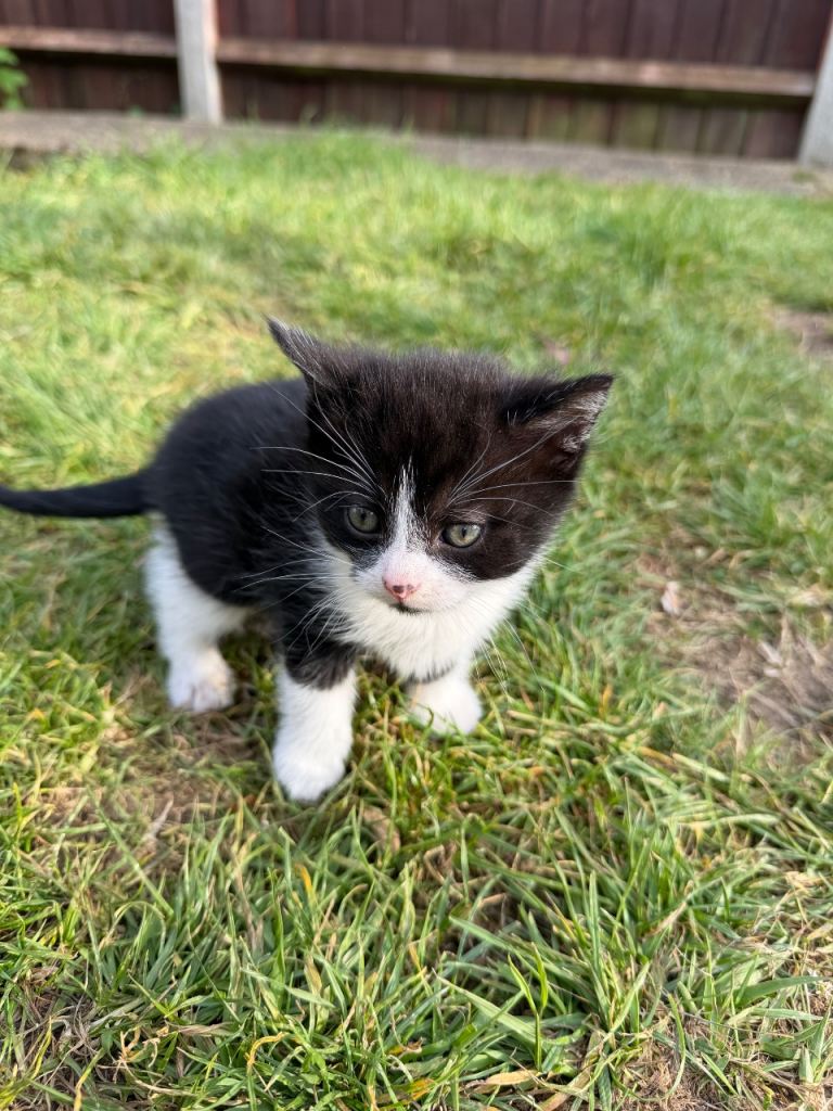 2 kittens for sale