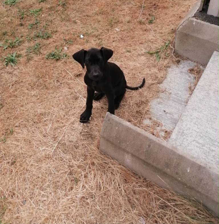 Great Dane pup 