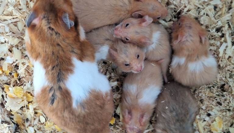 Baby Hamster's