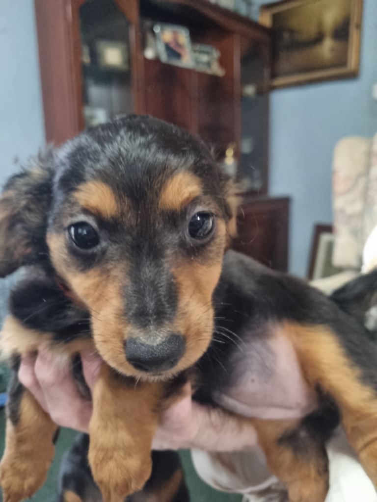 Jack russel cross daschund puppies