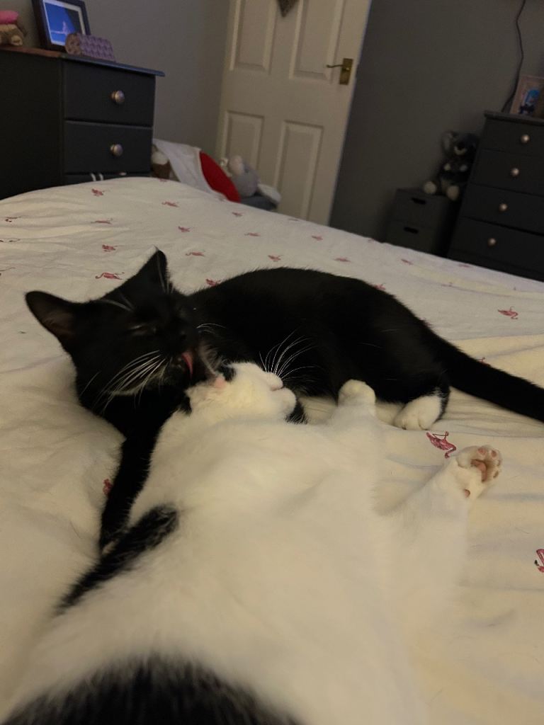 Cat for sale