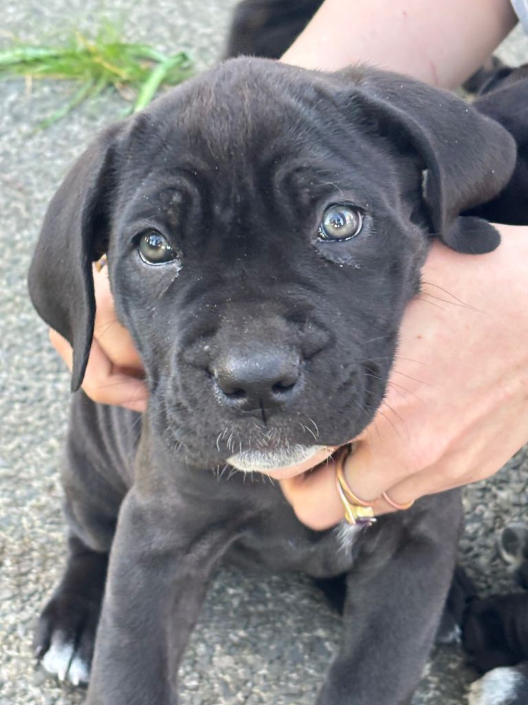 9 week old cane corso puppy