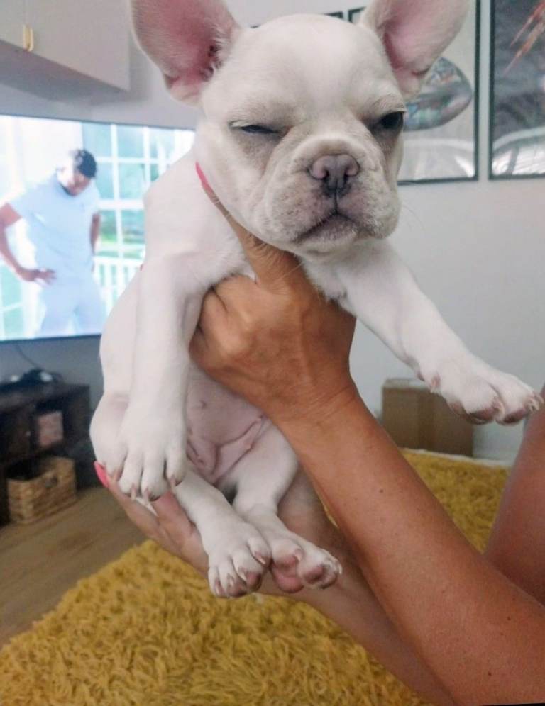 Last Girl Frenchie - ready to go