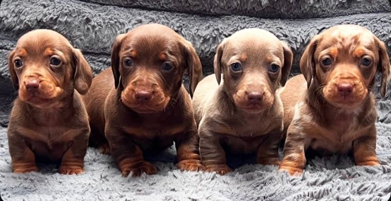KC Registered Miniature Dachshund Puppies 