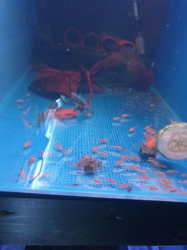 Tropical fish pleco lemons and super reds lf