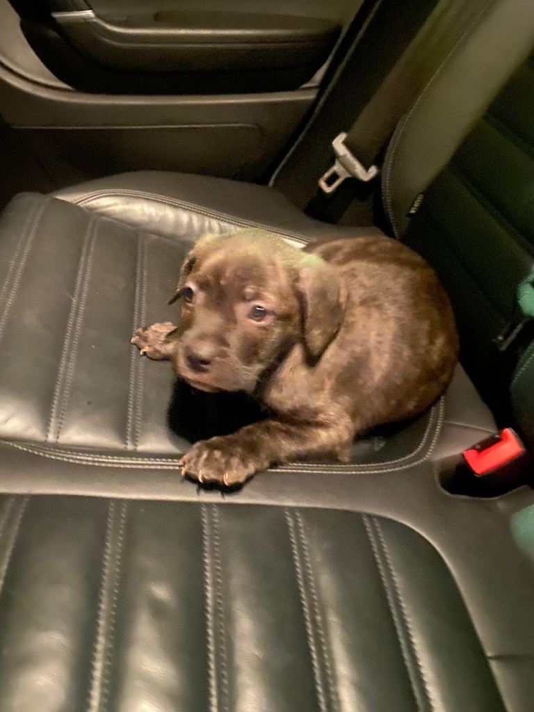 Staffordshire bull terrier and frenchie mix