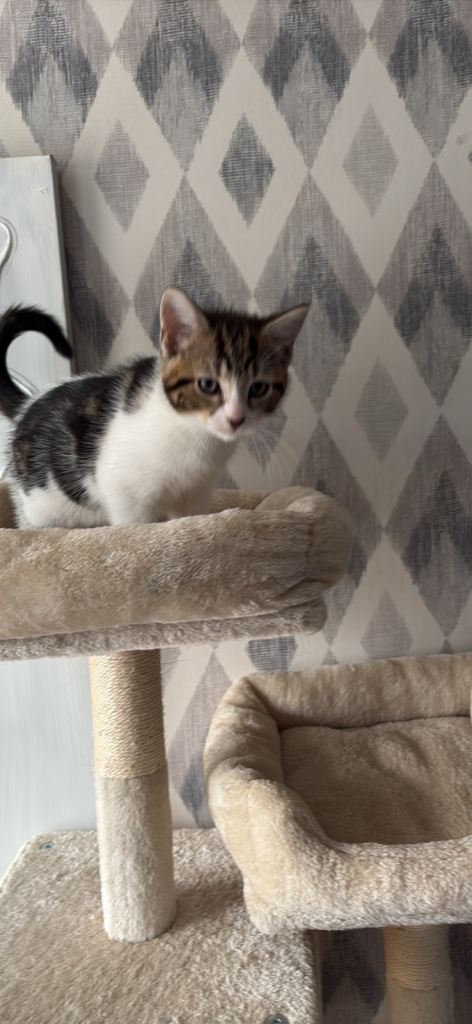 Kittens 