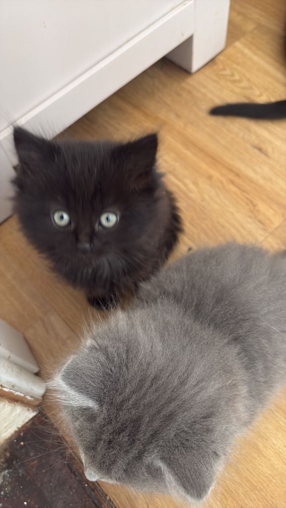 Half ragdoll Kittens two males one very fluffy 