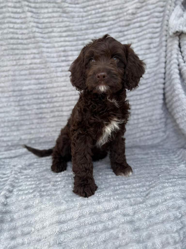 Chocolate cocker spaniel puppies 