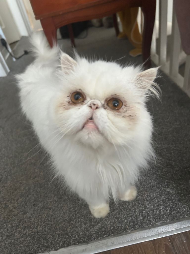 Persian cat 