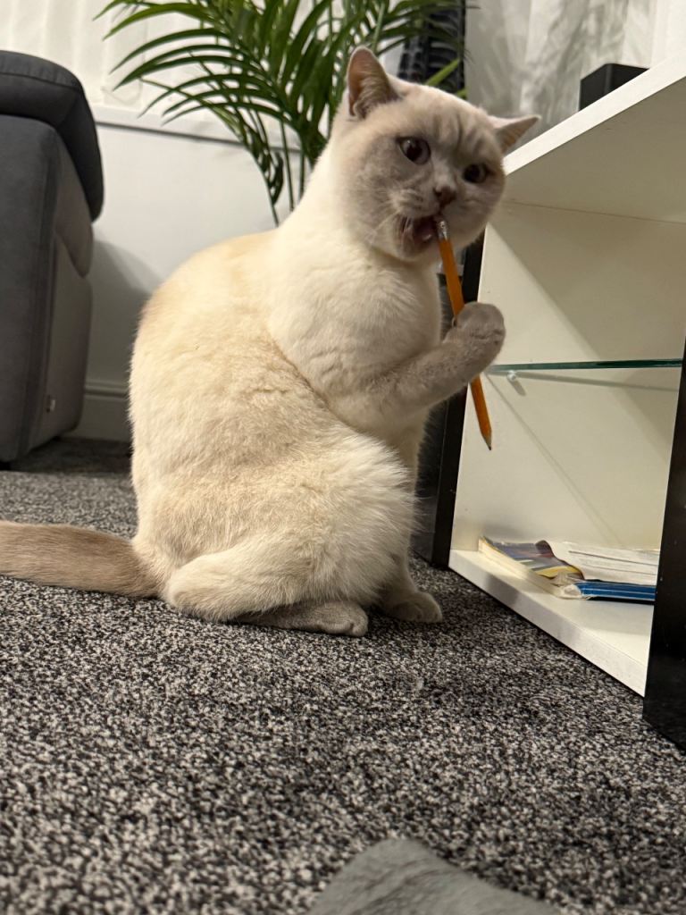Female pure British shorthair 