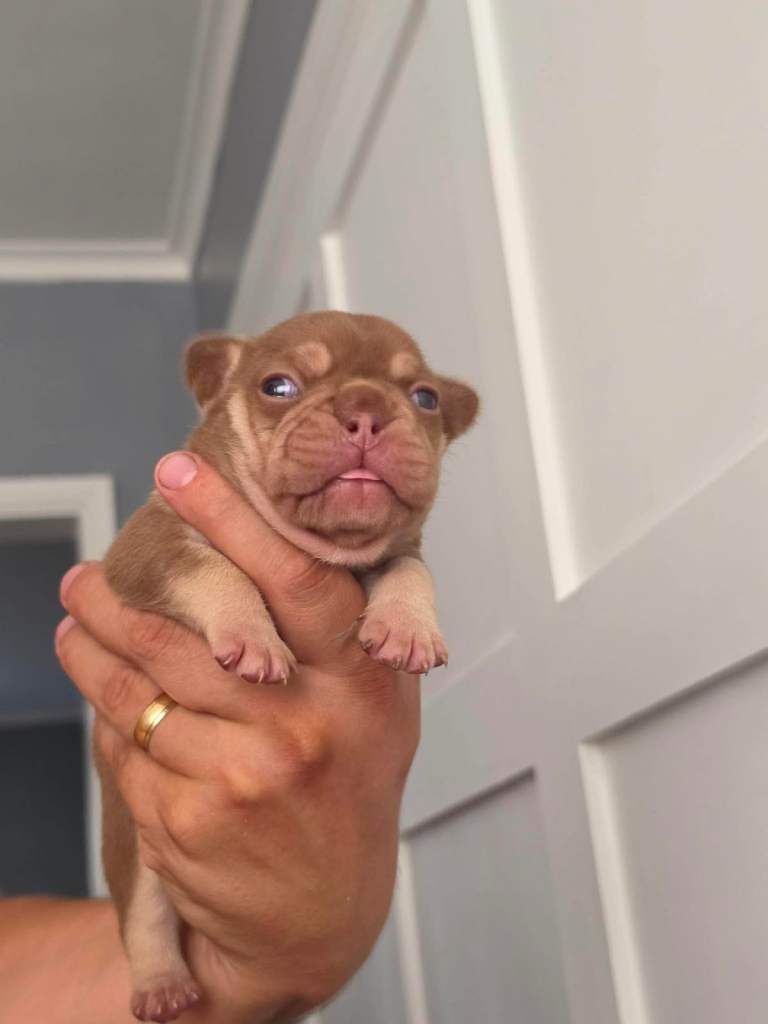 French bulldogs 