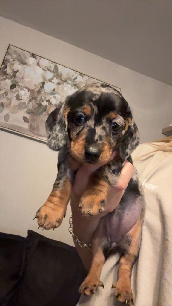 Mini dachshund puppy