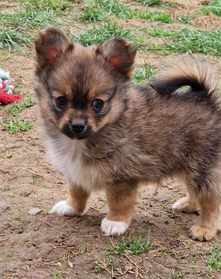 2 beautiful pomchi puppies looking for their forever families, 8 weeks old and ready for adventure's