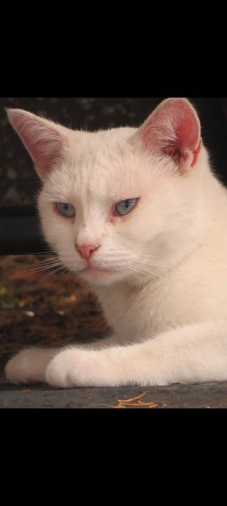Lost white cat