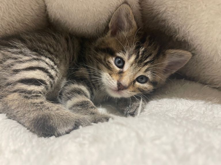 💕 Beautiful tabby kittens  🐾 