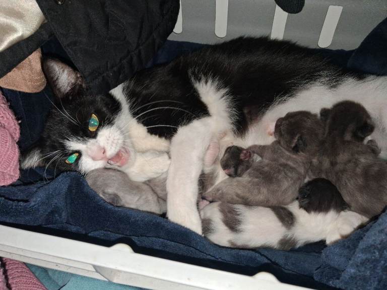 3 playful and adventurous kittens looking for their forever homes