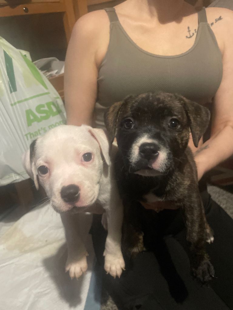 Two Staffie pups 