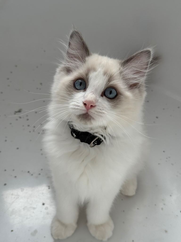 Ragdoll blue point/ bicolor 