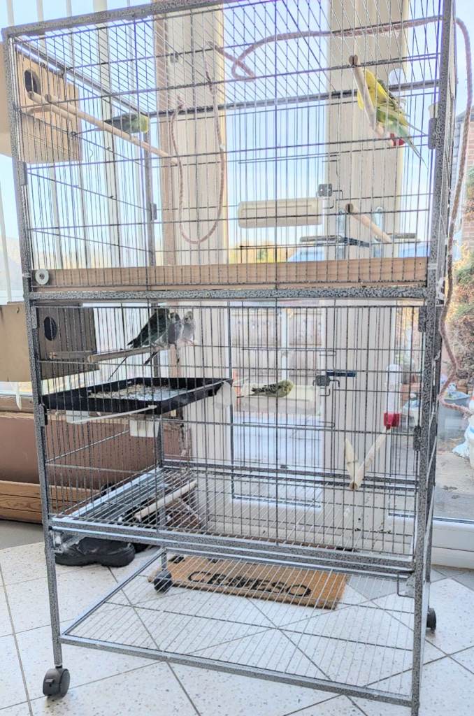 Large cage and 7 budgies