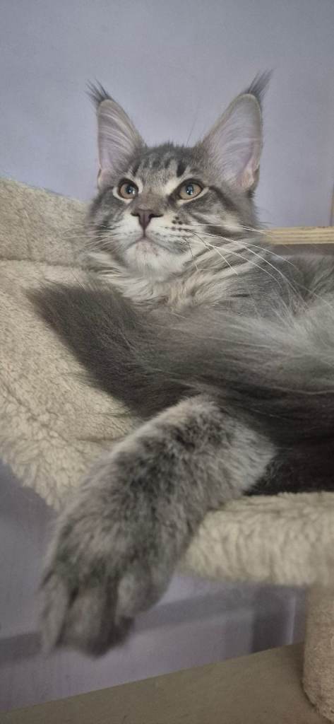 Maine Coon kittens 