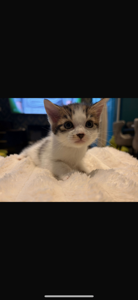 Kittens 7 weeks old 2 boys left 