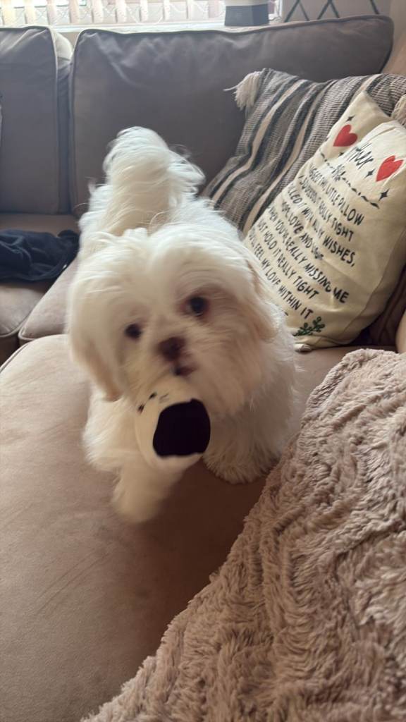 Doggy for sale
