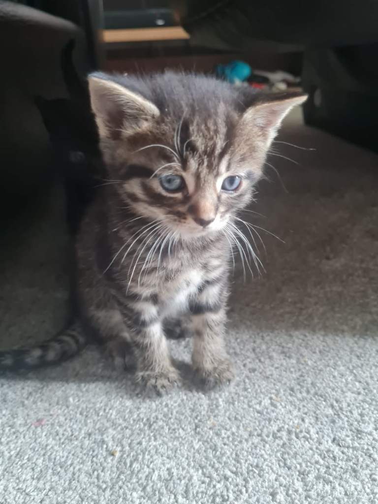 Kittens for sale forever home only six weeks 