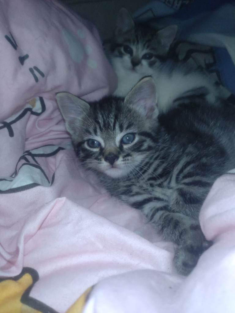Beautiful kittens for sale 