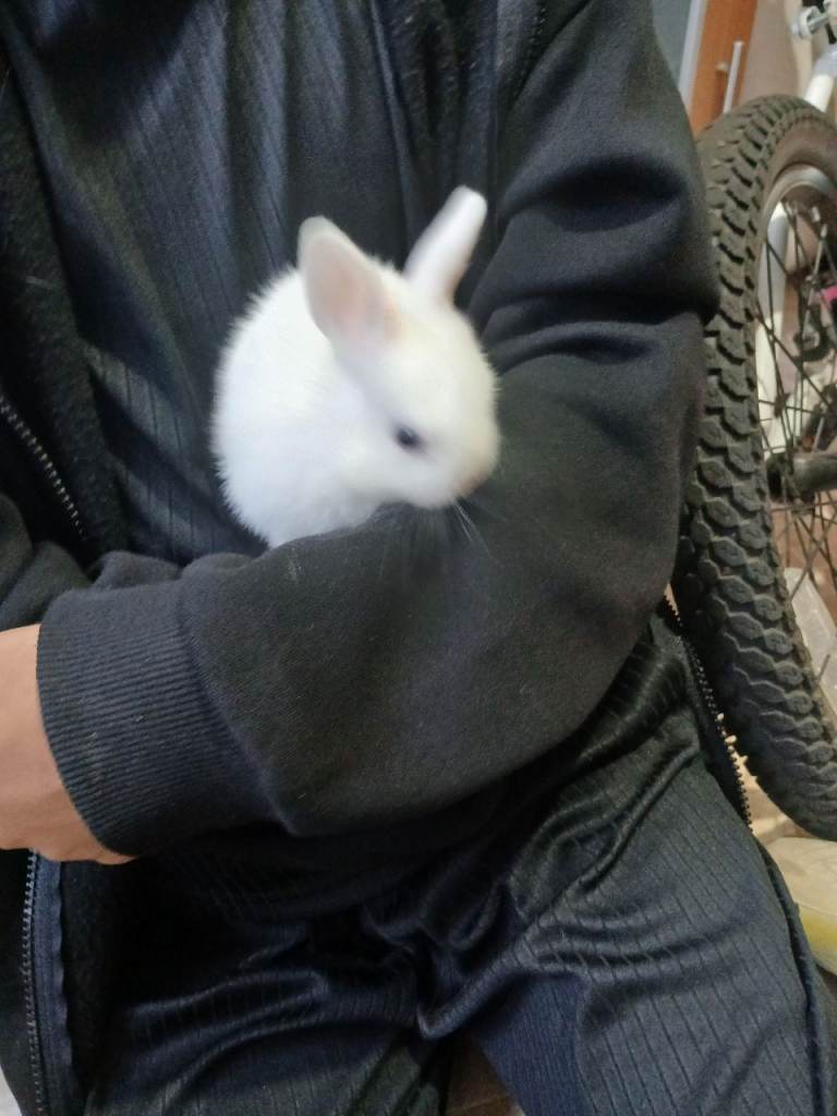 Beautiful Rabbits, Bunny's babies  