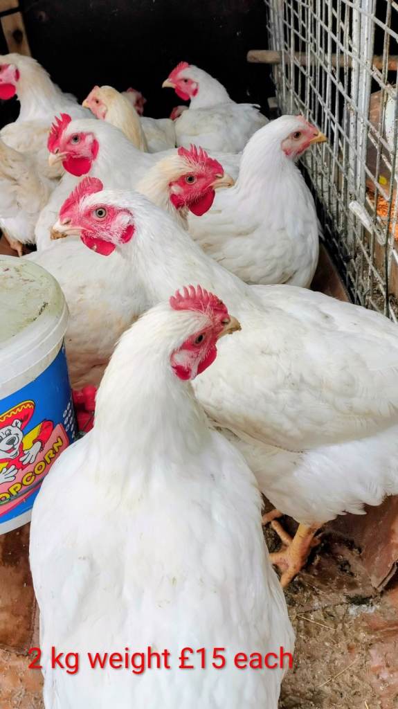  Healthy Baby Chicken 