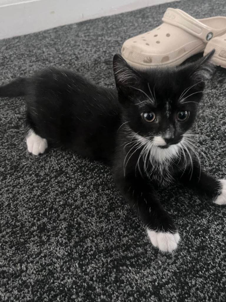 2 kittens with toys and food