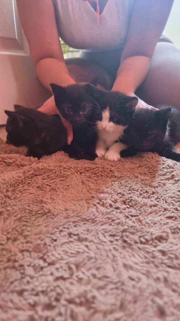 Kittens for sale