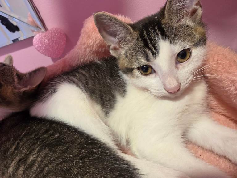 Beautiful kittens 
