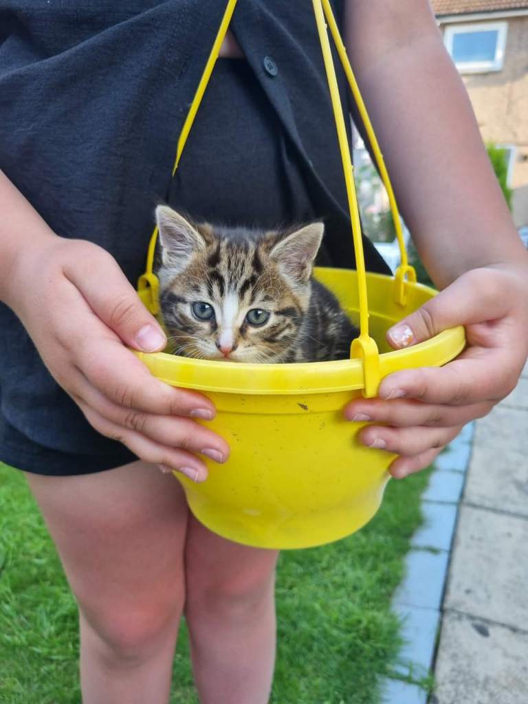 Kittens