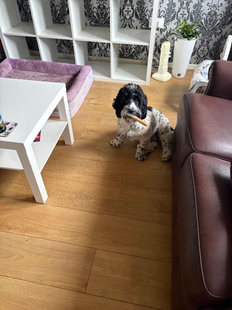 Cocker spaniel cross 