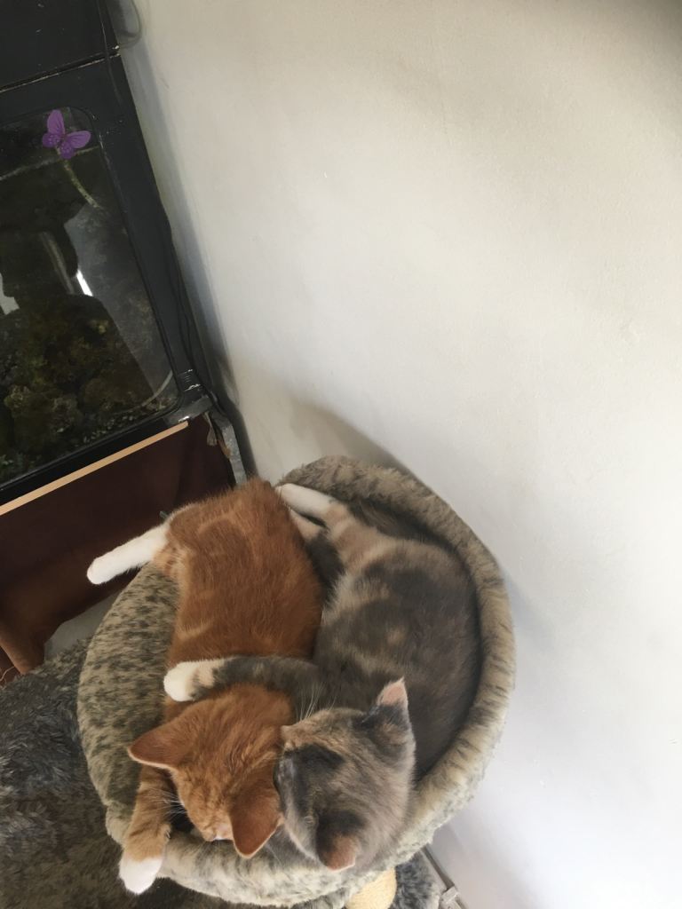 Half Ragdoll kittens