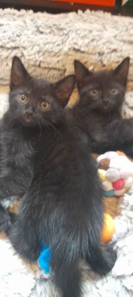 Cute kittens 😸 
