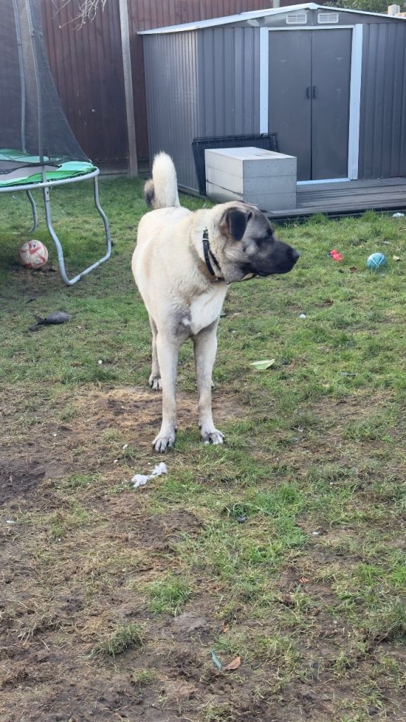 Turkish kangal 