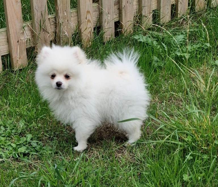 Pomeranian girl puppu 1 left. ready now