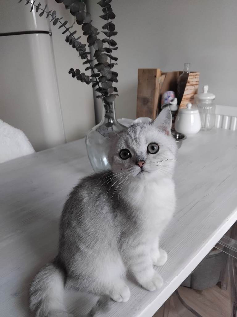 Scottish straight kitten - boy 